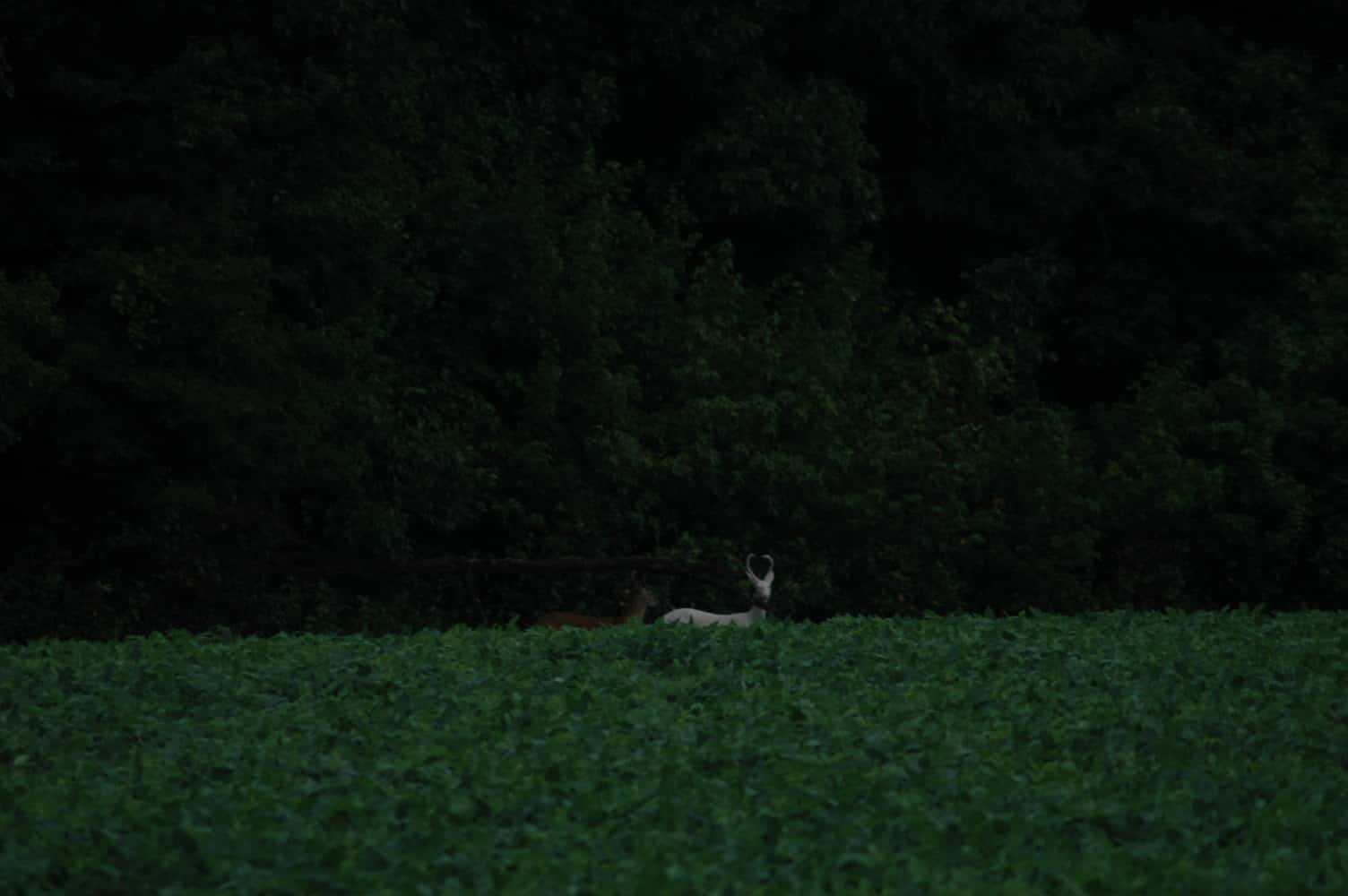 North Anna Deer Camp