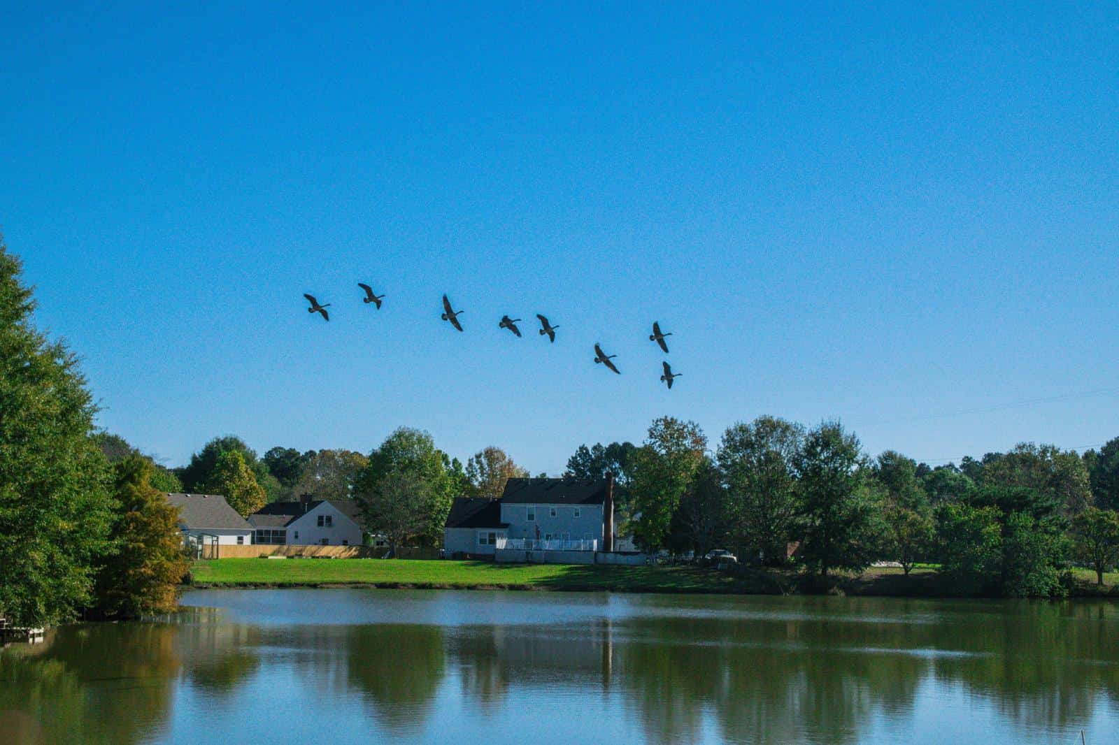 Geese Galore