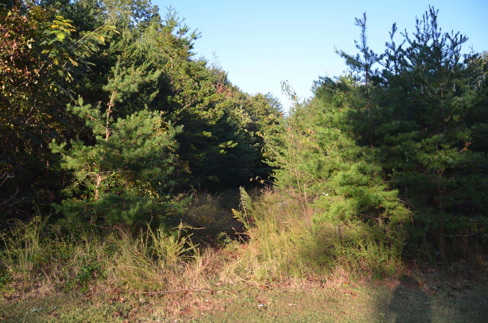 Grogan's Deer Hunt