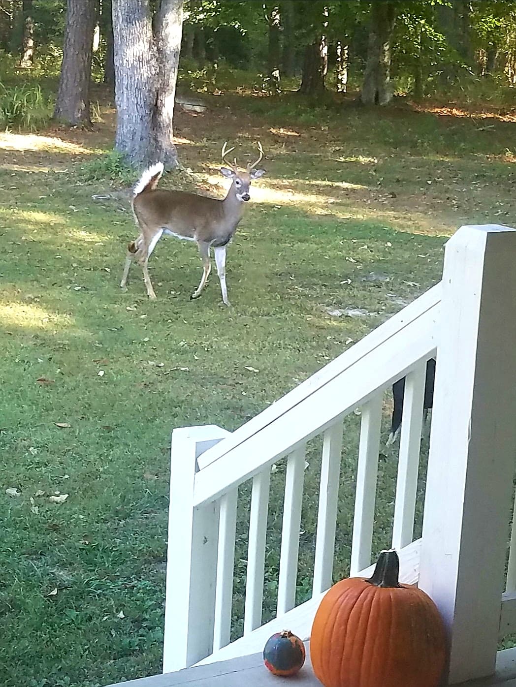 Colonial Trail Hunting - Photo 1