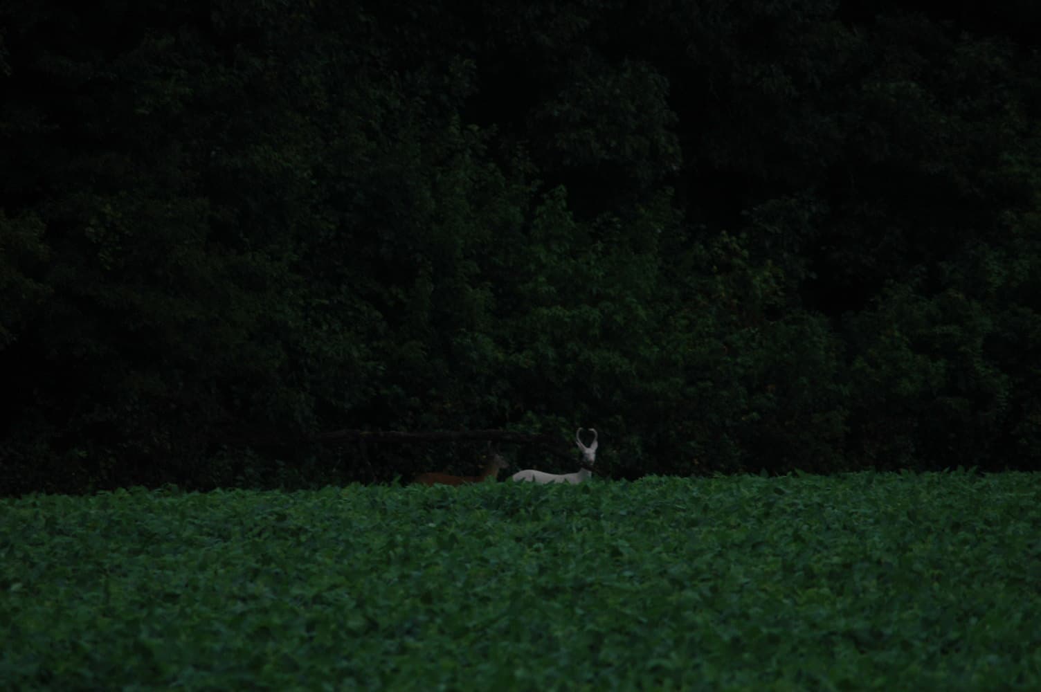 North Anna Deer Camp - Photo 1